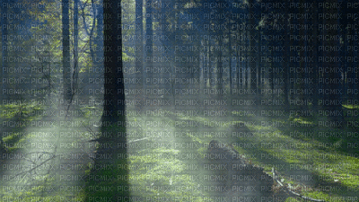 fond forest bp - Δωρεάν κινούμενο GIF