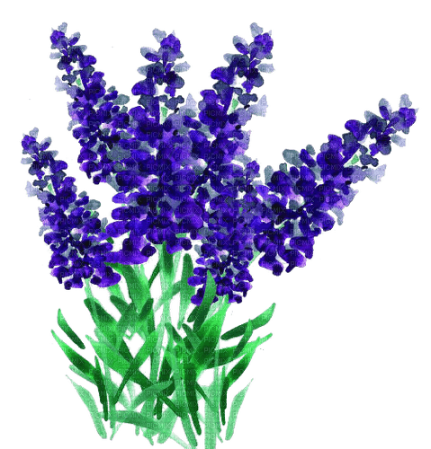 nbl-flower - Free PNG
