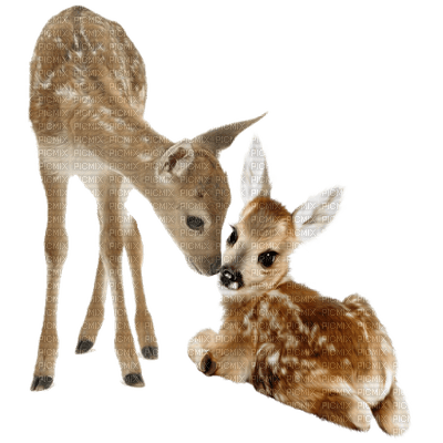 deer - Nitsa 1 - darmowe png