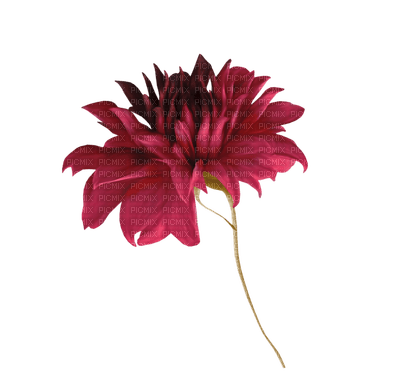 minou-red-flower - PNG gratuit