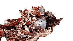 Autumn-Leaves-Cat - GIF animado gratis