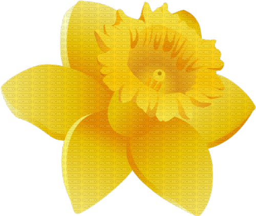 Narcissus   Bb2 - бесплатно png
