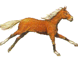 cheval qui courss - Free animated GIF