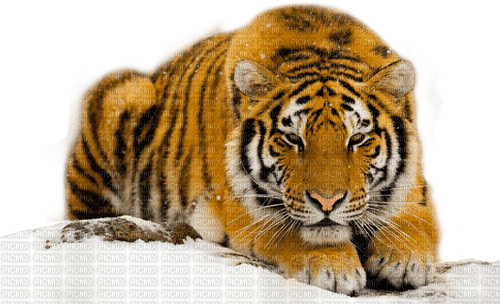 Kaz_Creations Animal-Tiger - PNG gratuit