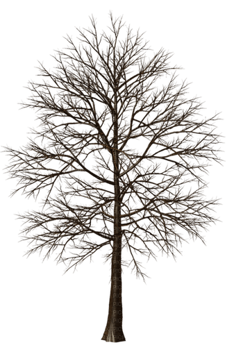 Деревья - ingyenes png