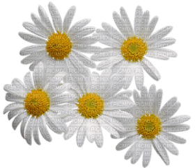 Kaz_Creations Deco Flowers Camomile - ilmainen png