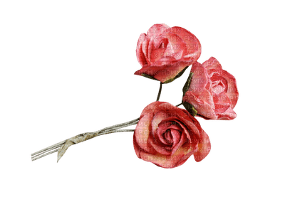 flower-blomma-rosa-pink-minou52 - png gratuito