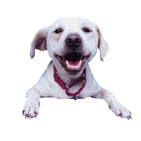 Nina dog - Ücretsiz animasyonlu GIF