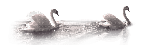 ✶ Swans {by Merishy} ✶ - gratis png