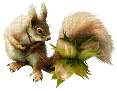 squirrel katrin - bezmaksas png
