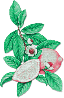 soave deco summer tropical fruit branch - 免费PNG
