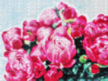 animated flowers background - Gratis geanimeerde GIF