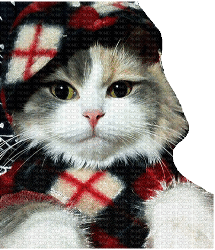 cat katze milla1959 - Ücretsiz animasyonlu GIF
