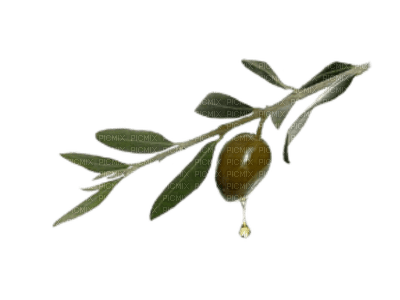 olives bp - ilmainen png