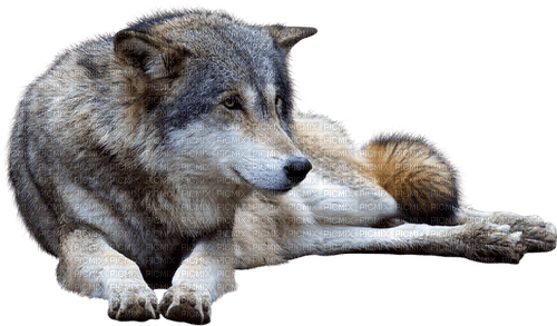 wolf sitting grey sunshine3 - PNG gratuit