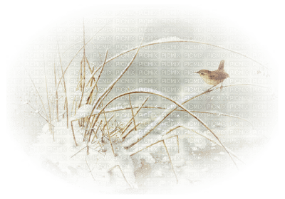 loly33 oiseaux hiver - фрее пнг