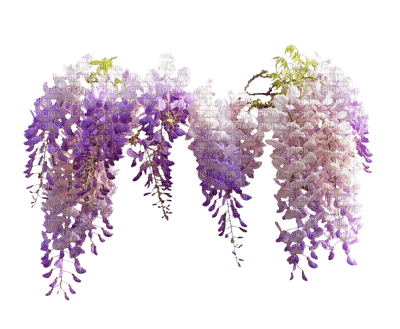 fleur violette.Cheyenne63 - бесплатно png