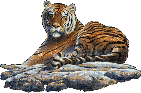 tiger - Бесплатни анимирани ГИФ