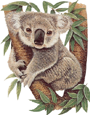 Kaz_Creations Animals Animal Koala Bear - png gratuito