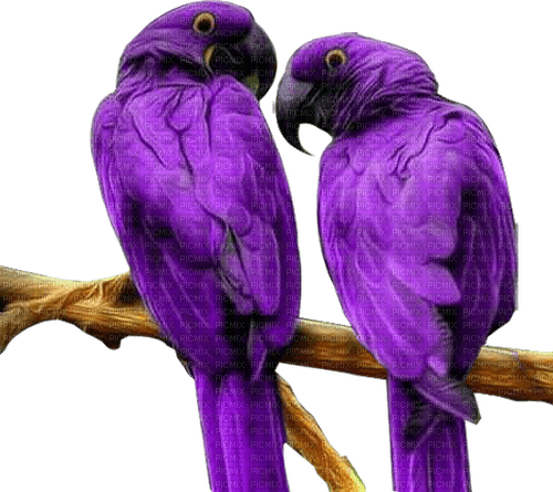 perroquet - kostenlos png