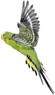 parrot katrin - besplatni png