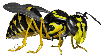 wasp - Free animated GIF