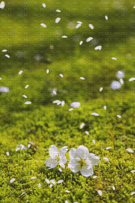 viento - 無料のアニメーション GIF
