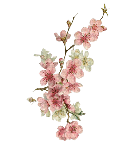 Fleurs cerisier - zdarma png