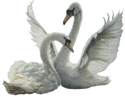 Swans - Free PNG