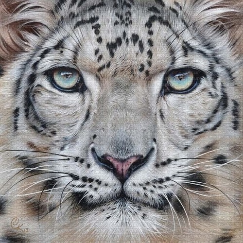 Snow Leopard - PNG gratuit