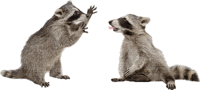 raccoon bp - GIF animé gratuit