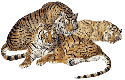 tiger bp - nemokama png