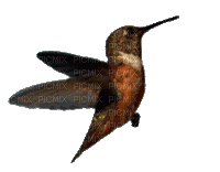 hummingbird gif - GIF animado grátis