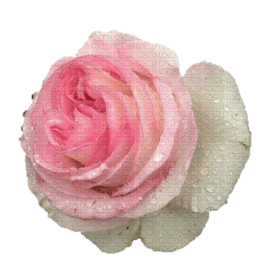Rose Pink White - nemokama png