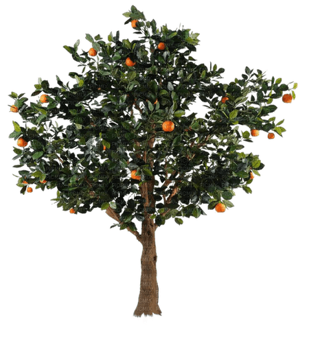Kaz_Creations Tree-Oranges - PNG gratuit