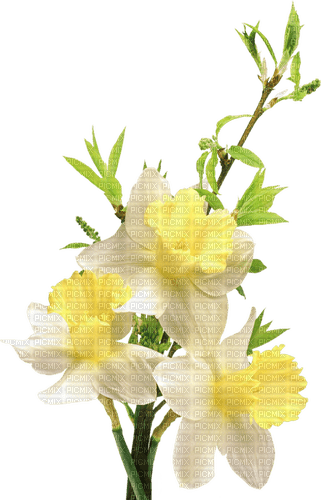 Fleurs.Flowers.yellow.Jonquils.Victoriabea - darmowe png