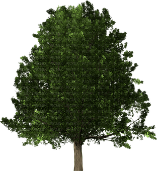 trees bp - darmowe png