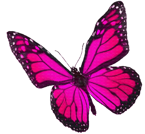 Animated.Butterfly.Pink - By KittyKatLuv65 - GIF animé gratuit