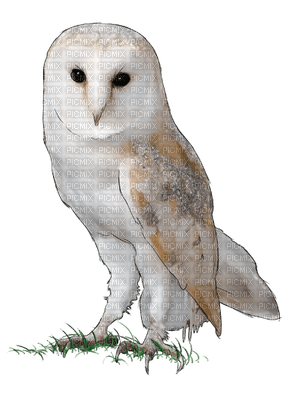The owl - 免费PNG