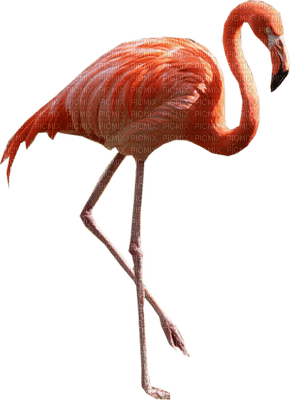 Kaz_Creations Flamingos Birds Bird - 免费PNG