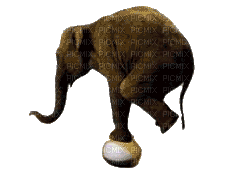 éléphants - Δωρεάν κινούμενο GIF