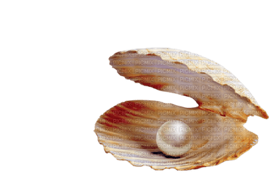 conch - 免费PNG