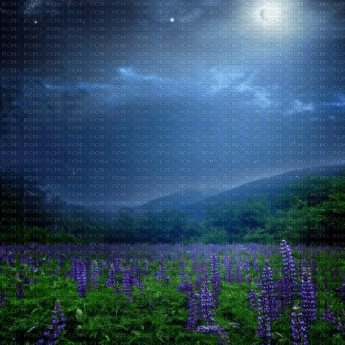 Y.A.M._Night Landscape background - gratis png