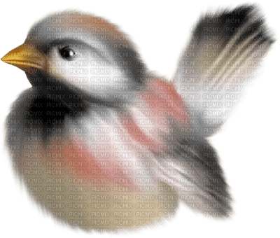 birds katrin - фрее пнг