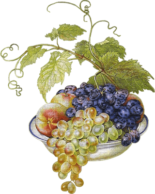 grapes bp - png gratuito