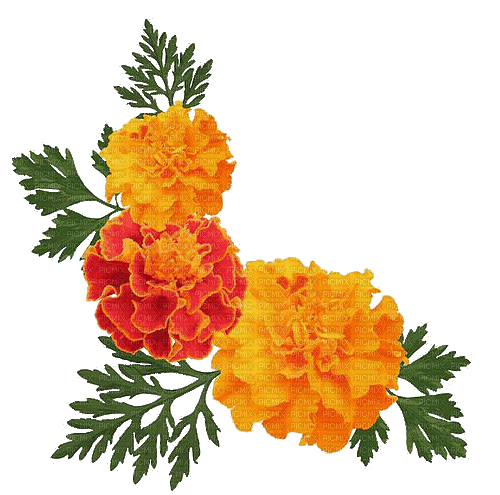 orange summer flowers - Zdarma animovaný GIF
