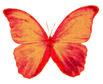 orange butterfly - Gratis animeret GIF