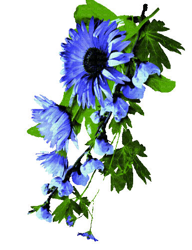 Animated.Flowers.Blue - By KittyKatLuv65 - Ilmainen animoitu GIF