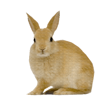 Lapin - δωρεάν png