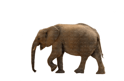 elephant, wild animal, elefantti, villieläin - бесплатно png